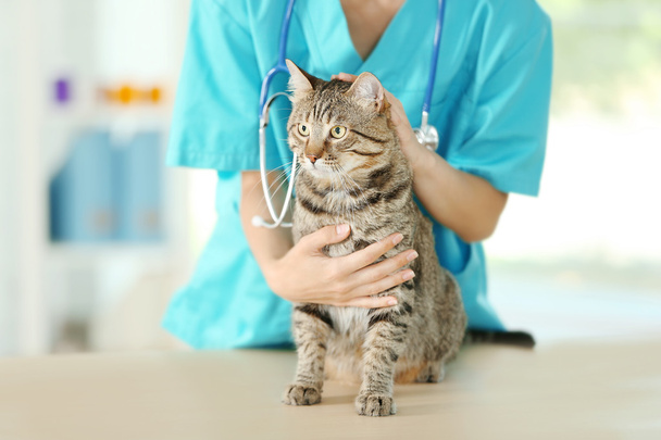 Veterinarian doctor with cat - Фото, изображение