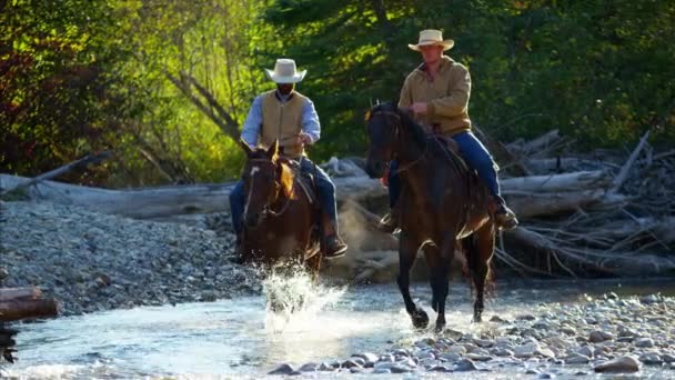 Reiter auf Pferden, die im Fluss gehen  - Filmmaterial, Video