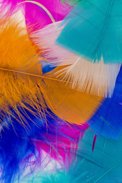 colored and beautiful feathers - Foto, Imagem