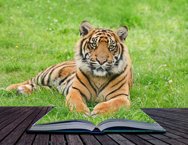 Kreatív koncepció tigris könyv lapjain képe - Fotó, kép