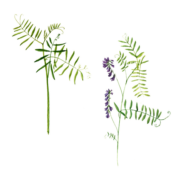 Set of watercolor drawing plants - Foto, immagini