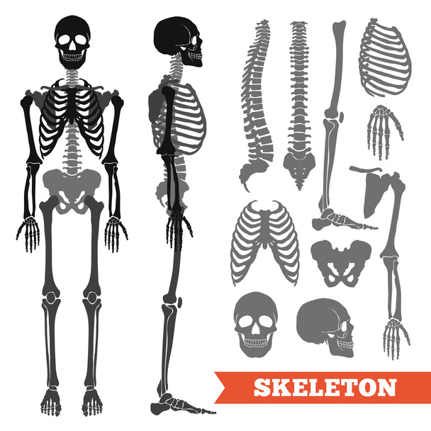 Набор человеческих костей и скелетов
 - Вектор,изображение