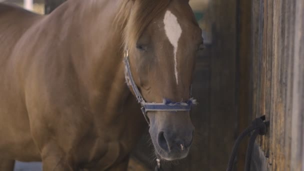 zbliżenie: brązowy koń w zwolnionym tempie - Materiał filmowy, wideo