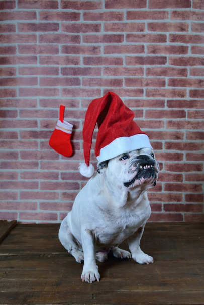 Porträt einer französischen Bulldogge mit Weihnachtsmütze.  - Foto, Bild
