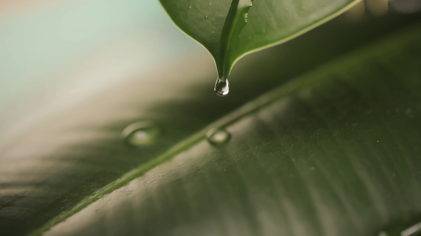Gotas de lluvia en una hoja de planta
 - Imágenes, Vídeo