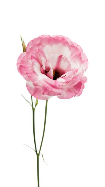 Eustoma Blume Perfektion - Foto, Bild