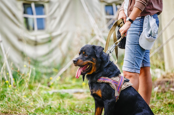 Il ritratto del cane Rottweiler seduto sullo sfondo del campo
 - Foto, immagini