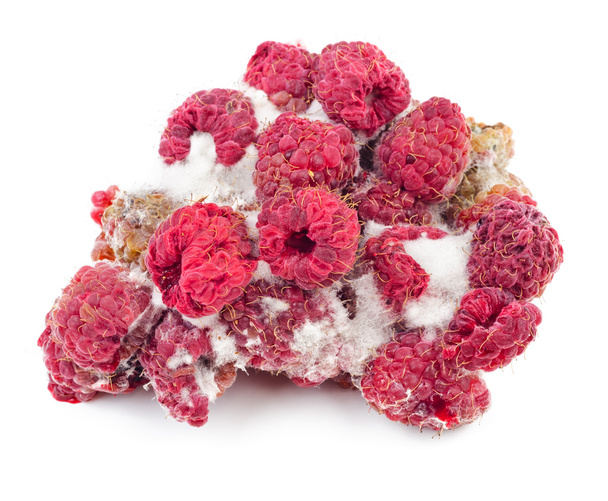 Rotten and moldy raspberry isolated on white - Photo, Image