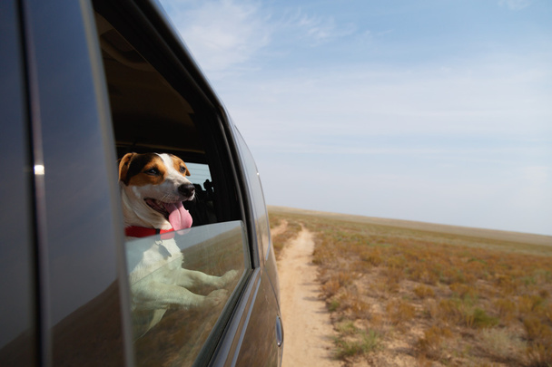 車を運転しての幸せな犬 - 写真・画像