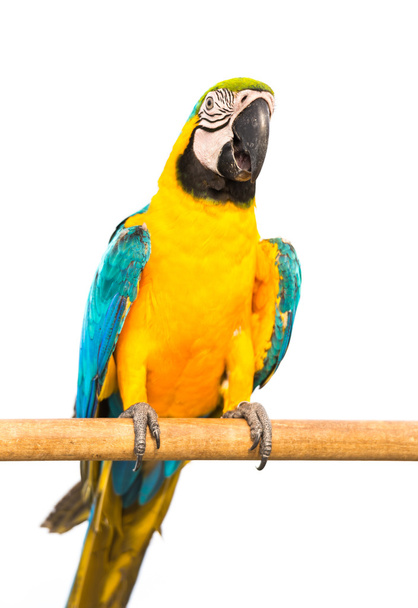 papagaio arara no fundo branco
 - Foto, Imagem