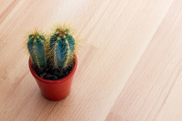 kaktus rostlin s trny - Fotografie, Obrázek
