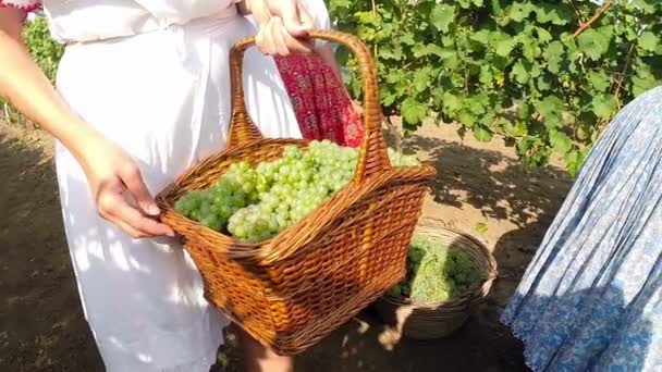 Młody Giselą przewożących kosz z winogron w winnicy - Materiał filmowy, wideo