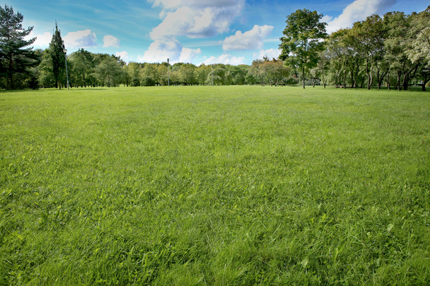 zomer landschap van gras en bomen - Foto, afbeelding