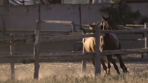 two horses galloping on paddock in slow motion - Filmagem, Vídeo