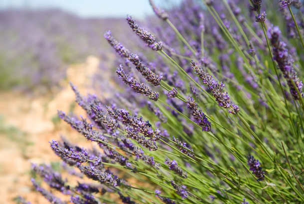 Lavender bush in Provence - 写真・画像