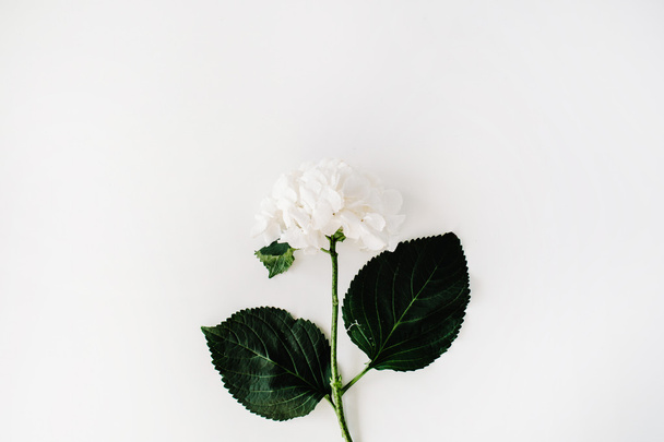 White hydrangea flower - Фото, зображення