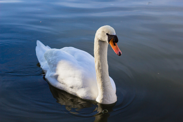 Un cisne blanco sobre agua azul
 - Foto, Imagen