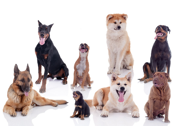 groep van honden van verschillende rassen geïsoleerd op wit - Foto, afbeelding