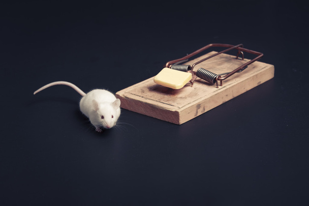 mouse near ouse trap with copy space - Photo, Image