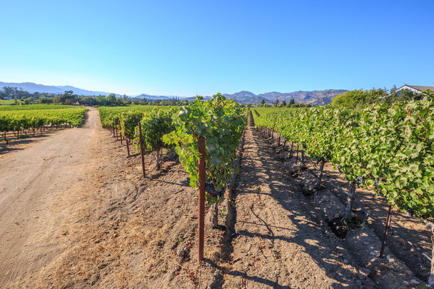 Виноградное поле Напа
 - Фото, изображение