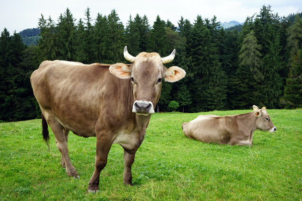 Δύο αγελάδες στο βοσκότοπο - Φωτογραφία, εικόνα