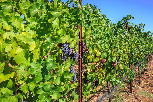 Ряд спелых винограда
 - Фото, изображение