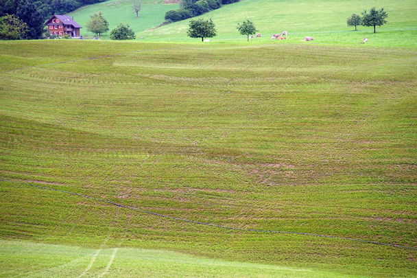 Κοπριά στην πλαγιά του καταπράσινου λόφου - Φωτογραφία, εικόνα