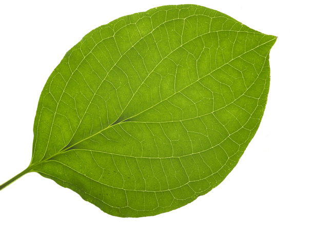 Translucent leaf - Photo, Image