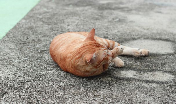 Orange Katze im Park - Foto, Bild