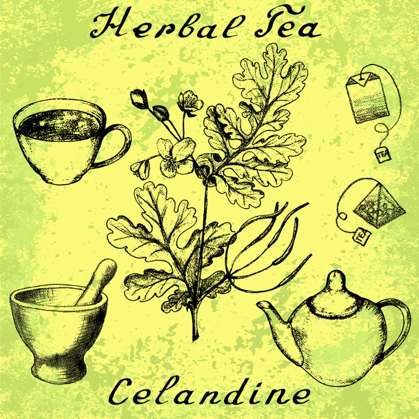 Greater celandine hand drawn sketch botanical illustration - Vector, Image