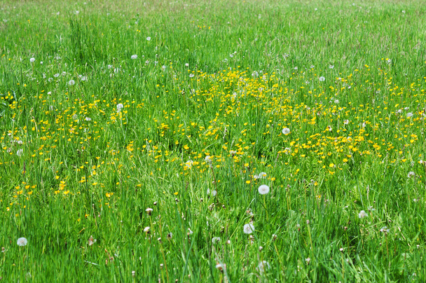 Campo verde com flores amarelas e dentes-de-leão
 - Foto, Imagem