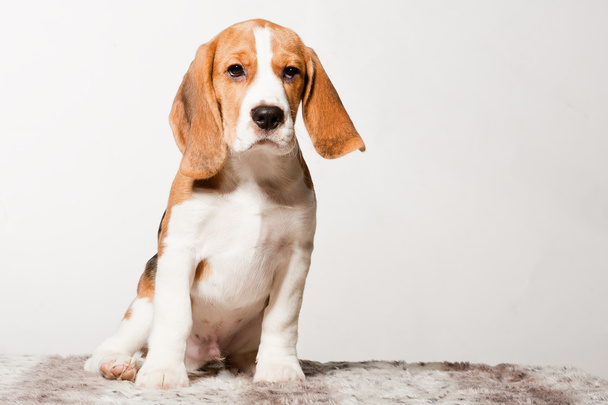 Bonito cachorro beagle
 - Foto, Imagem