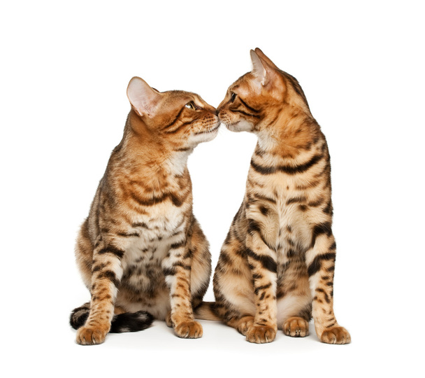 Cats in love - Фото, зображення