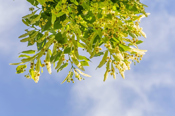 Blooming linden branches against blue sky, lime tree in bloom - Photo, Image