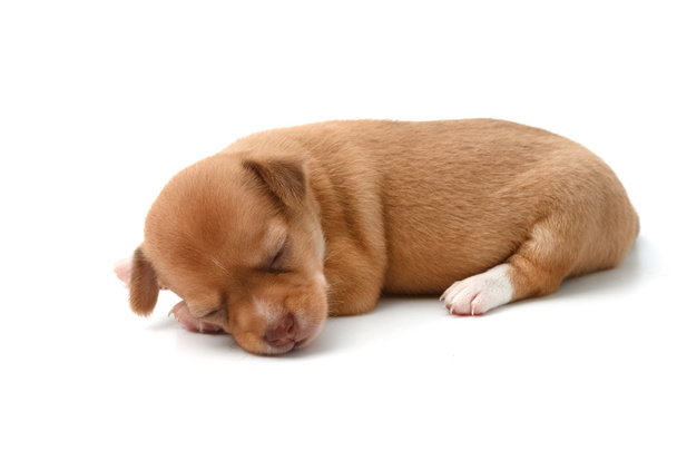 cute chihuahua puppies lying on white background - Photo, Image