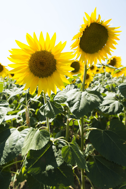Поле красивих соняшників у сонячний день
 - Фото, зображення