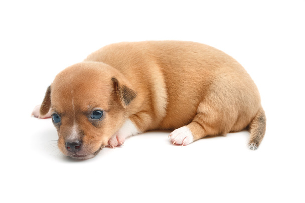 cute chihuahua puppies lying on white background - Photo, Image