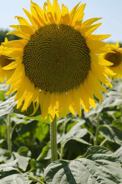 Поле красивих соняшників у сонячний день
 - Фото, зображення