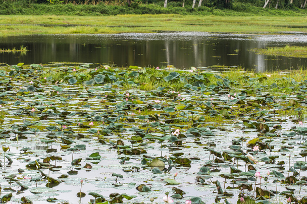 Flor de loto en pantano
 - Foto, imagen