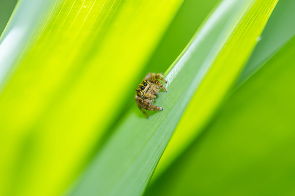 skákání pavouk na zelený list - Fotografie, Obrázek