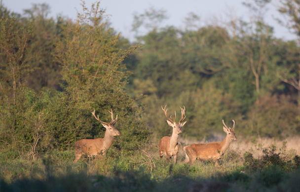 Tres ciervos rojos en el bosque
 - Foto, Imagen