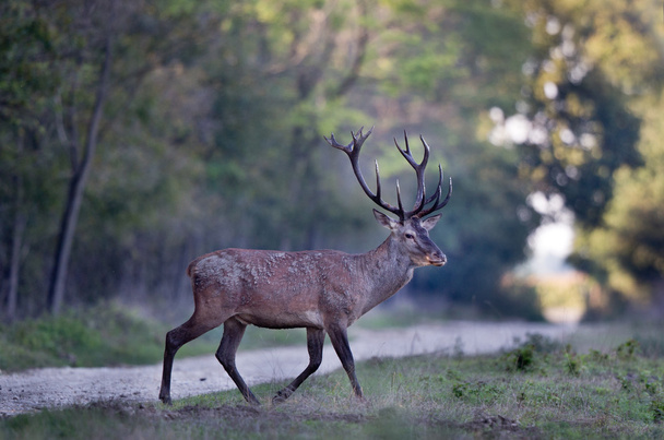 Ormanda kırmızı geyik - Fotoğraf, Görsel