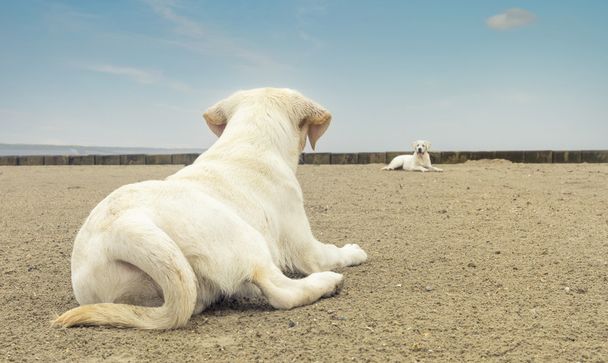 dva roztomilý pes štěňata a ležet na pláži - Fotografie, Obrázek