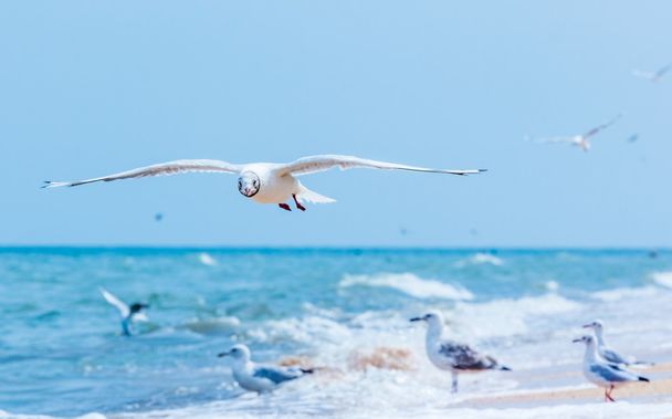 Gulls flying on the beach - Photo, Image