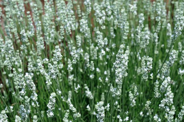 Field of white lavender - Foto, imagen