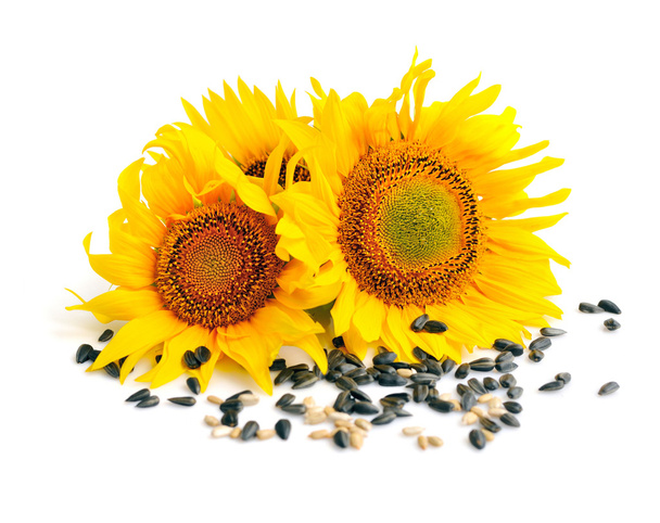 Желтые подсолнухи и семечки подсолнечника на белом фоне
 - Фото, изображение