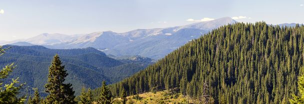 Panorama of Carpathian mountains in summer sunny day - Zdjęcie, obraz