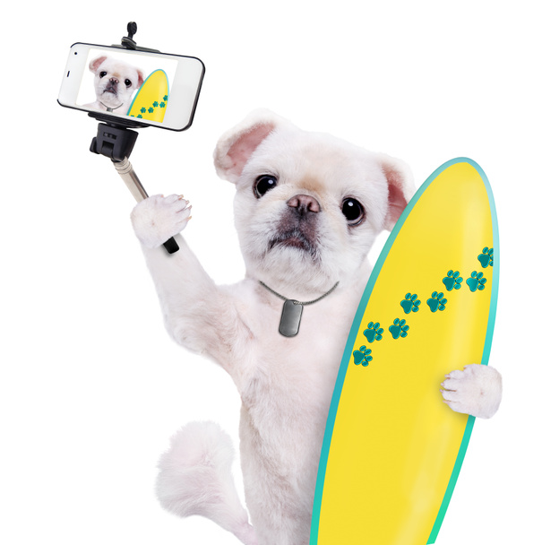 Beautiful surfer dog on the beach taking a selfie together with a smartphone. - Photo, Image