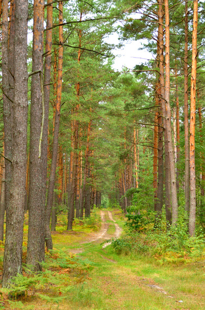 Bois de pin, grand pin du Kazakhstan dans le bois de pin en été
 - Photo, image