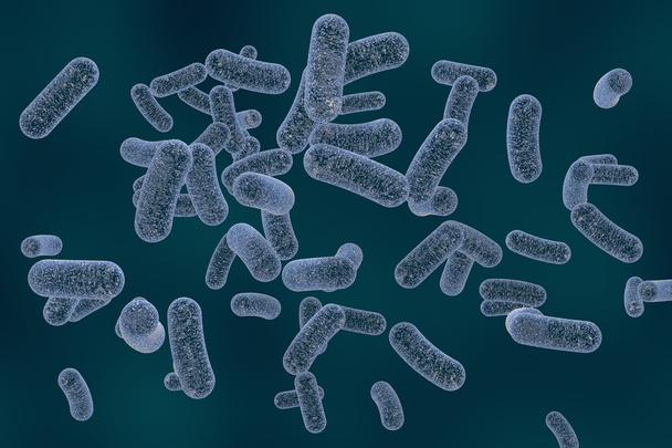 Bacterias en forma de barra
 - Foto, Imagen